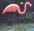 Short hop Flamingo